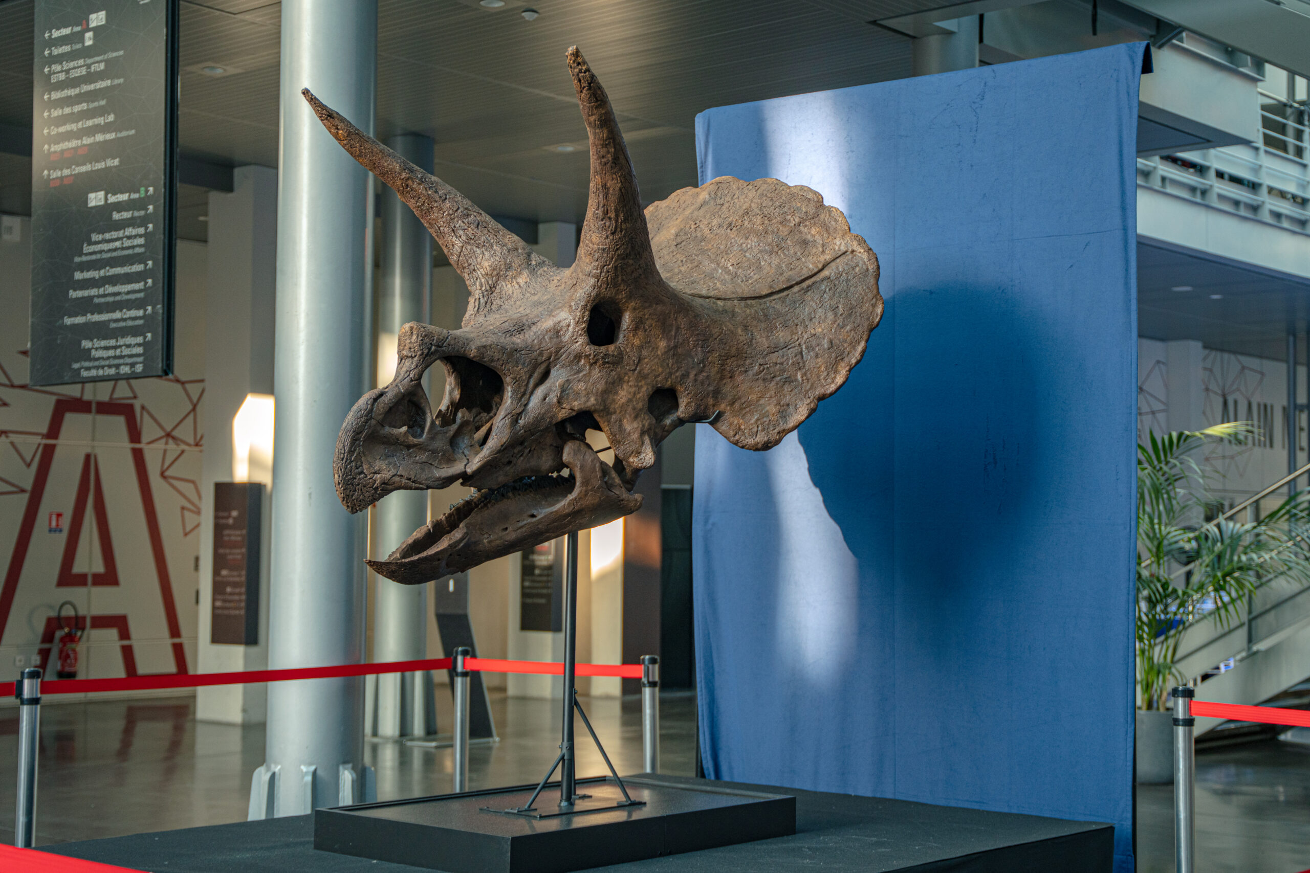 Crâne de tricératops du Musée des Confluences exposé au Gala UCLy 2026